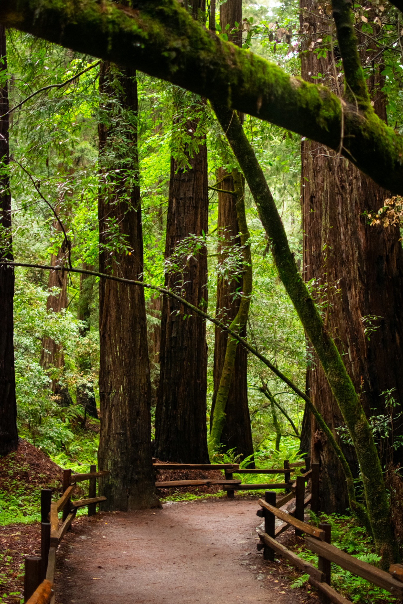 Redwood forest walking trail